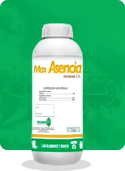 max asencia