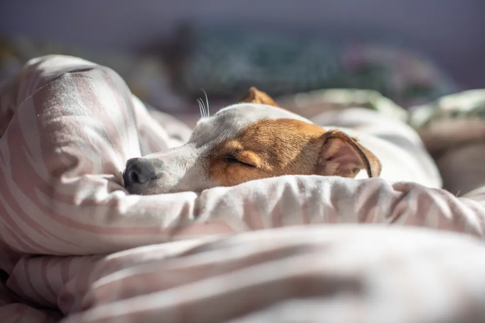 Terrier asleep on a bed at home during overnight pet care