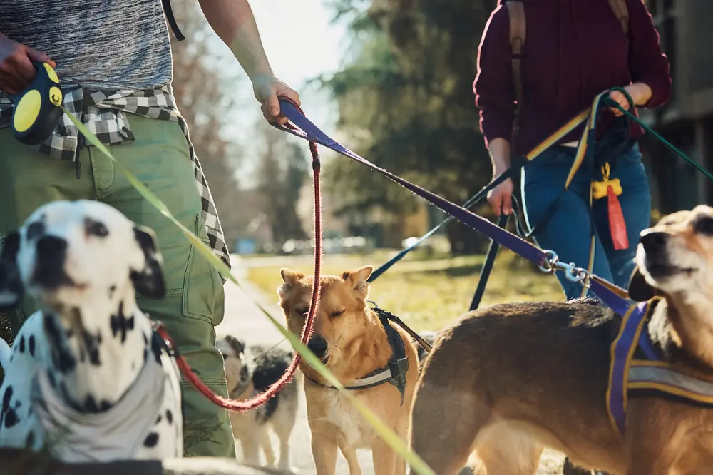 A dalmatian and mixed-breed dogs on leashes during a group walk in the park