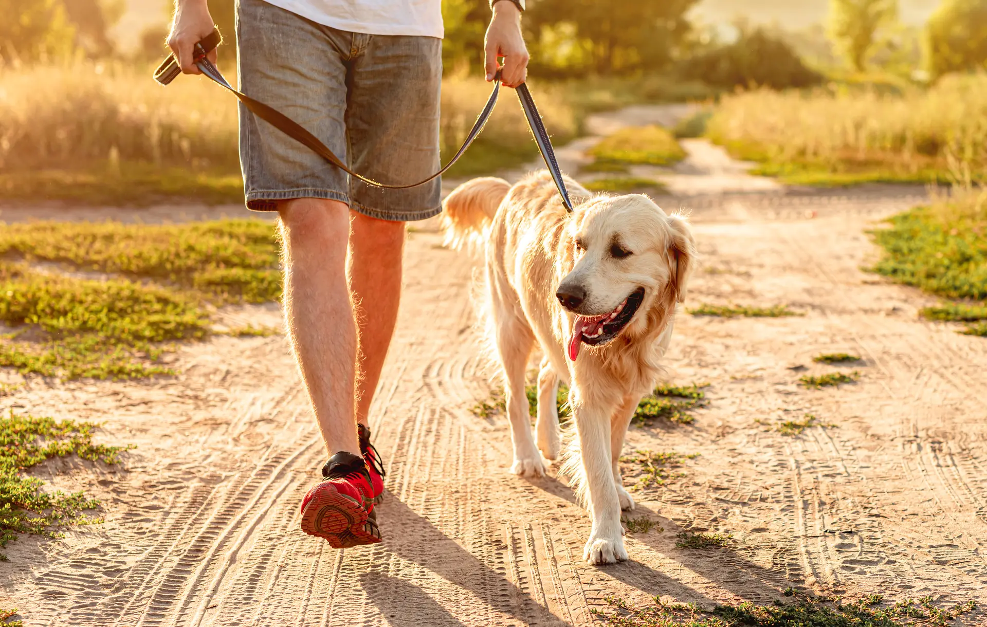 Golden retriever on a leash walking beside its walker