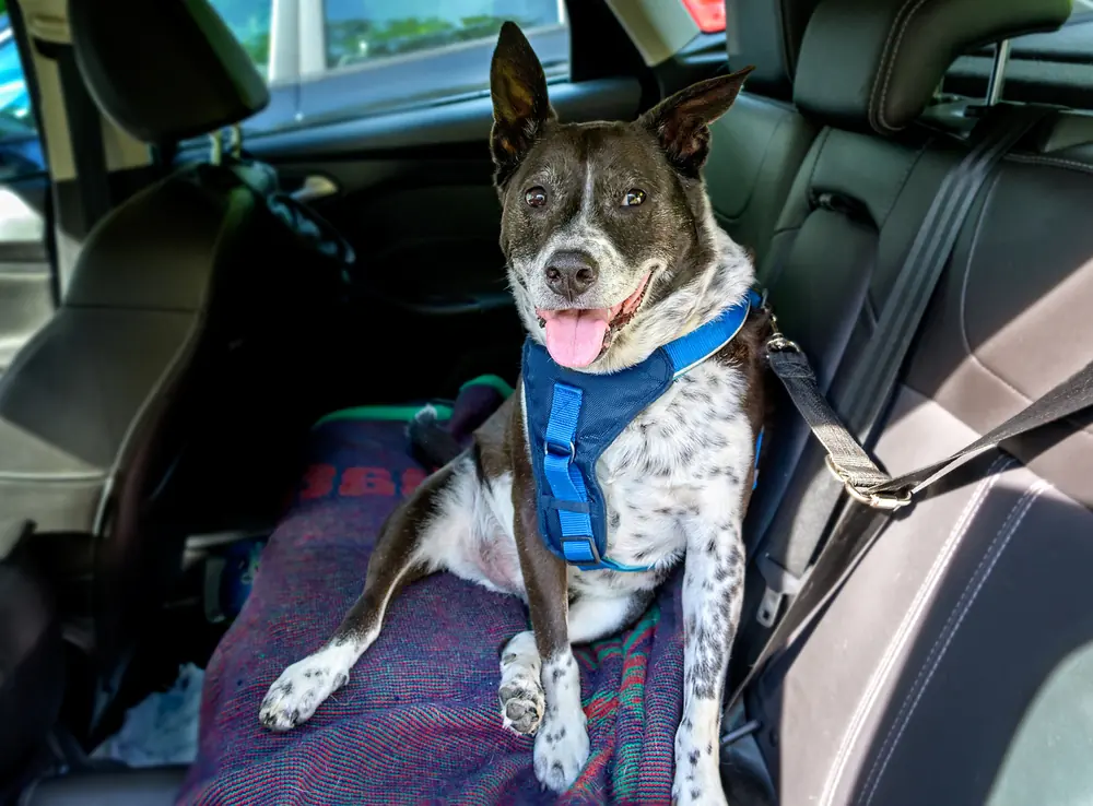 A happy black and white dog in a safety harness on a car's back seat