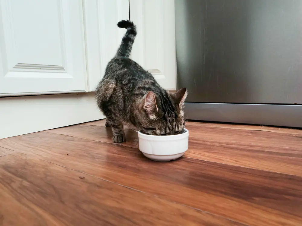 Tabby cat eating from a bowl during a pet sitting visit