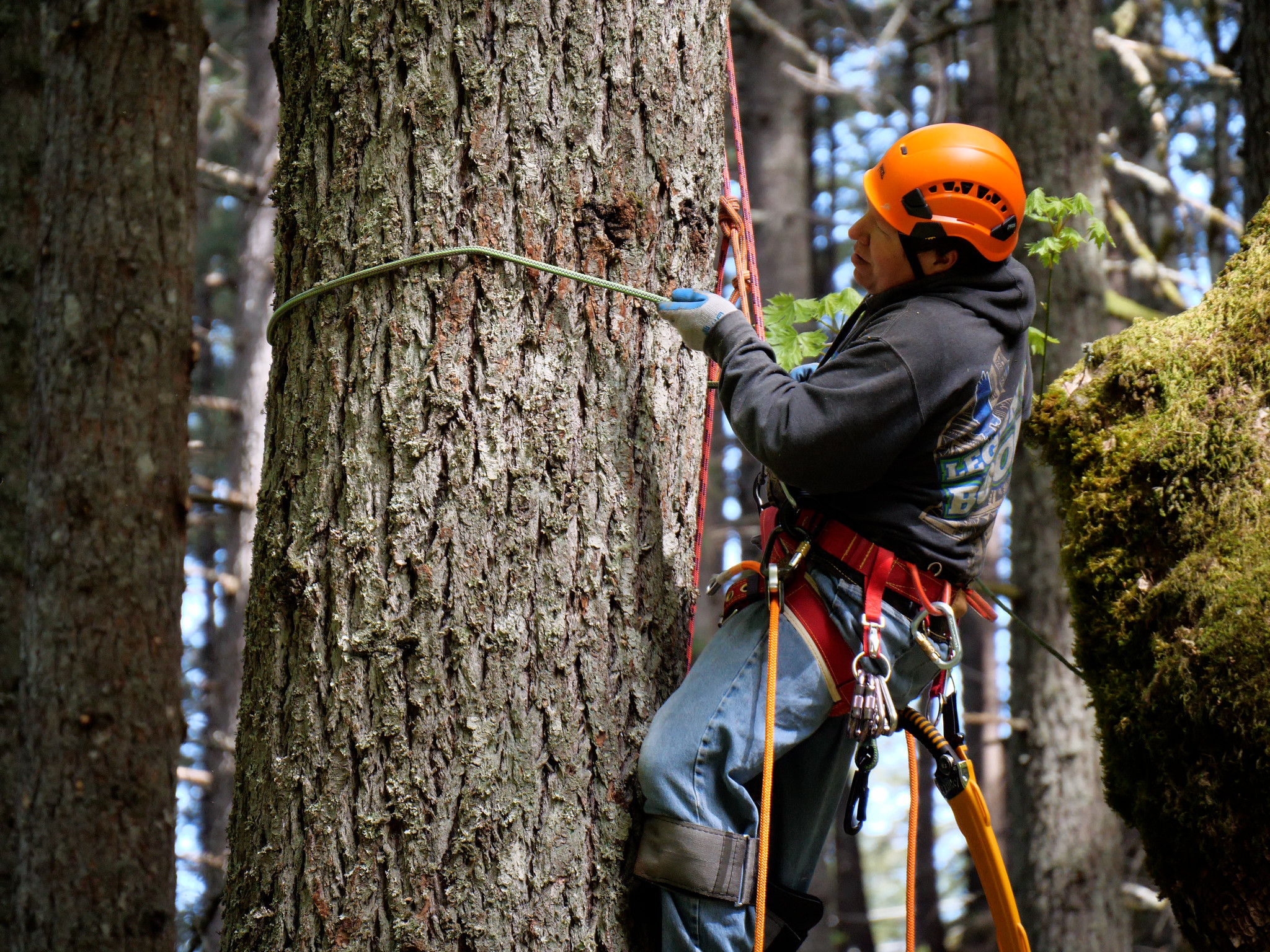 A man ascends a tree using climbing equipment
