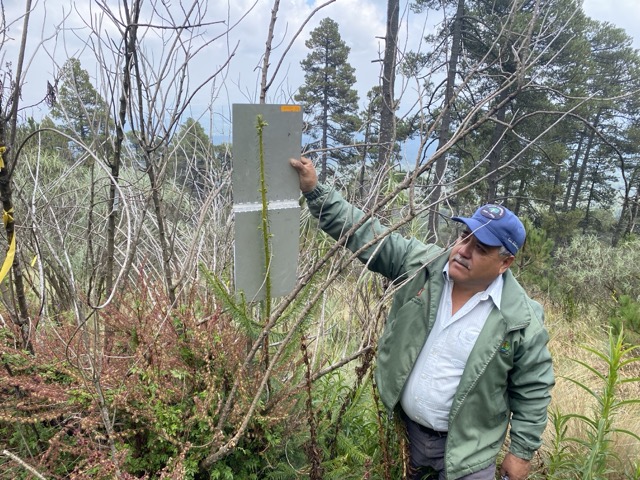 Assisted migration of Abies religiosa, planted at 3800 m of elevation, beyond its upper natural altitudinal limit, at Nevado de Toluca, State of México