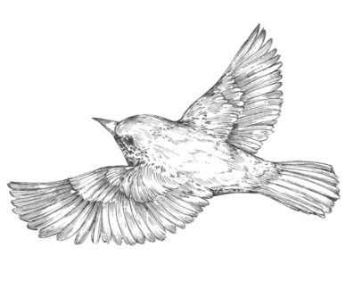 Anne-Lise B - Illustratice - Oiseau