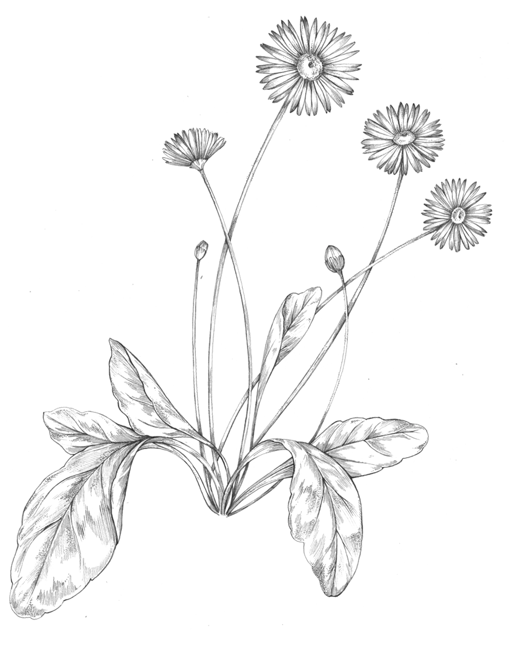 Anne-Lise B - Illustratrice - Illustration Fleur Composition