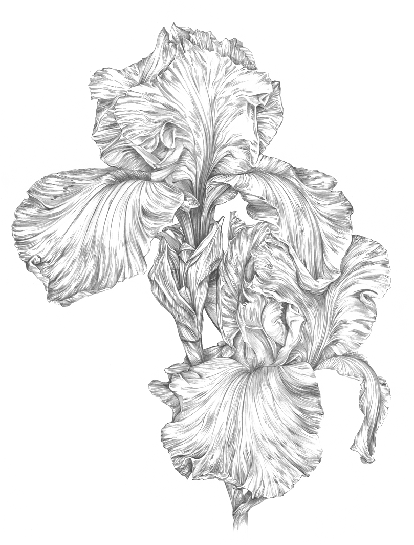 Anne-Lise B - Illustration Iris