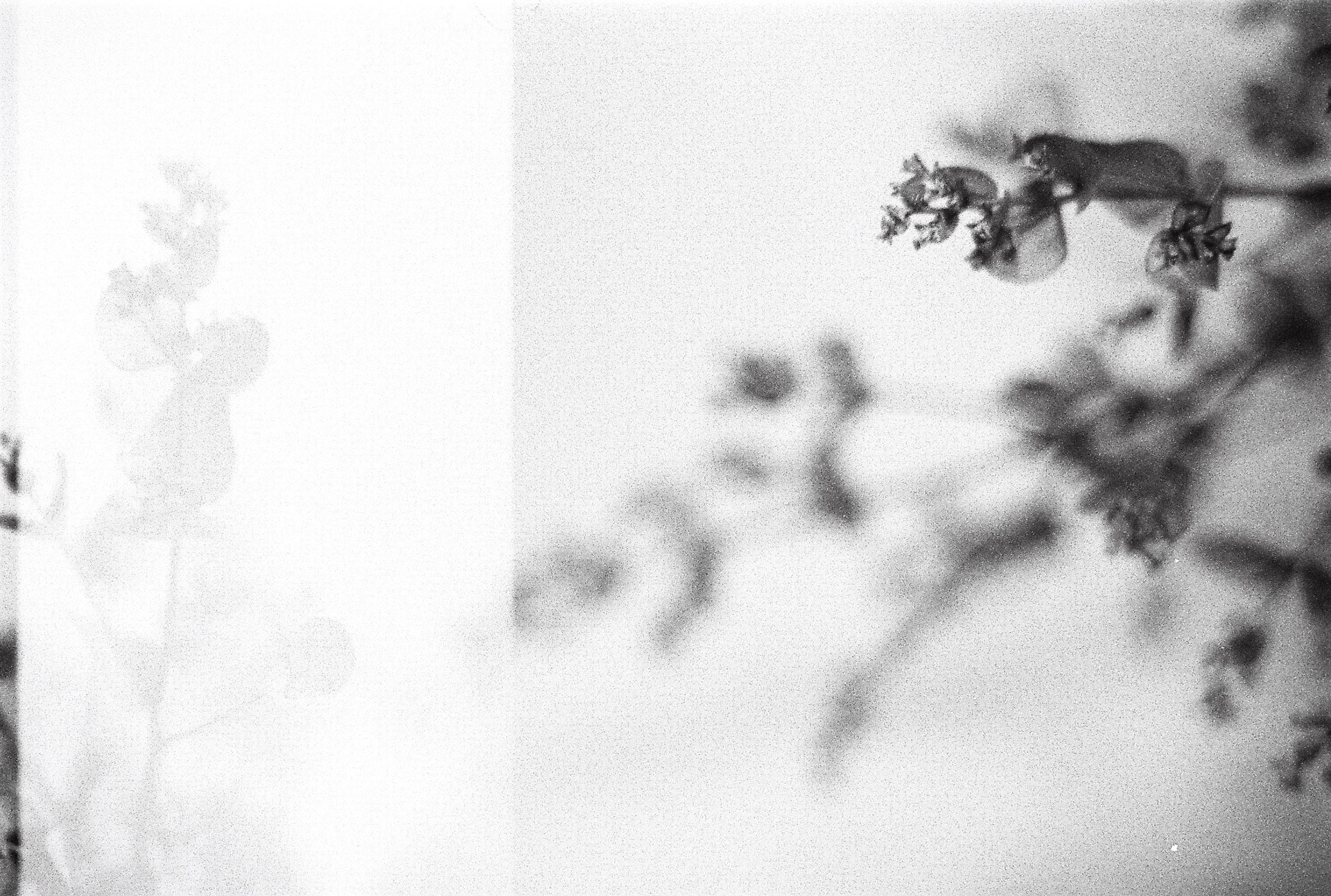 Photographie argentique en noir et blanc de tiges fleuries floues, ambiance poétique et minimaliste.