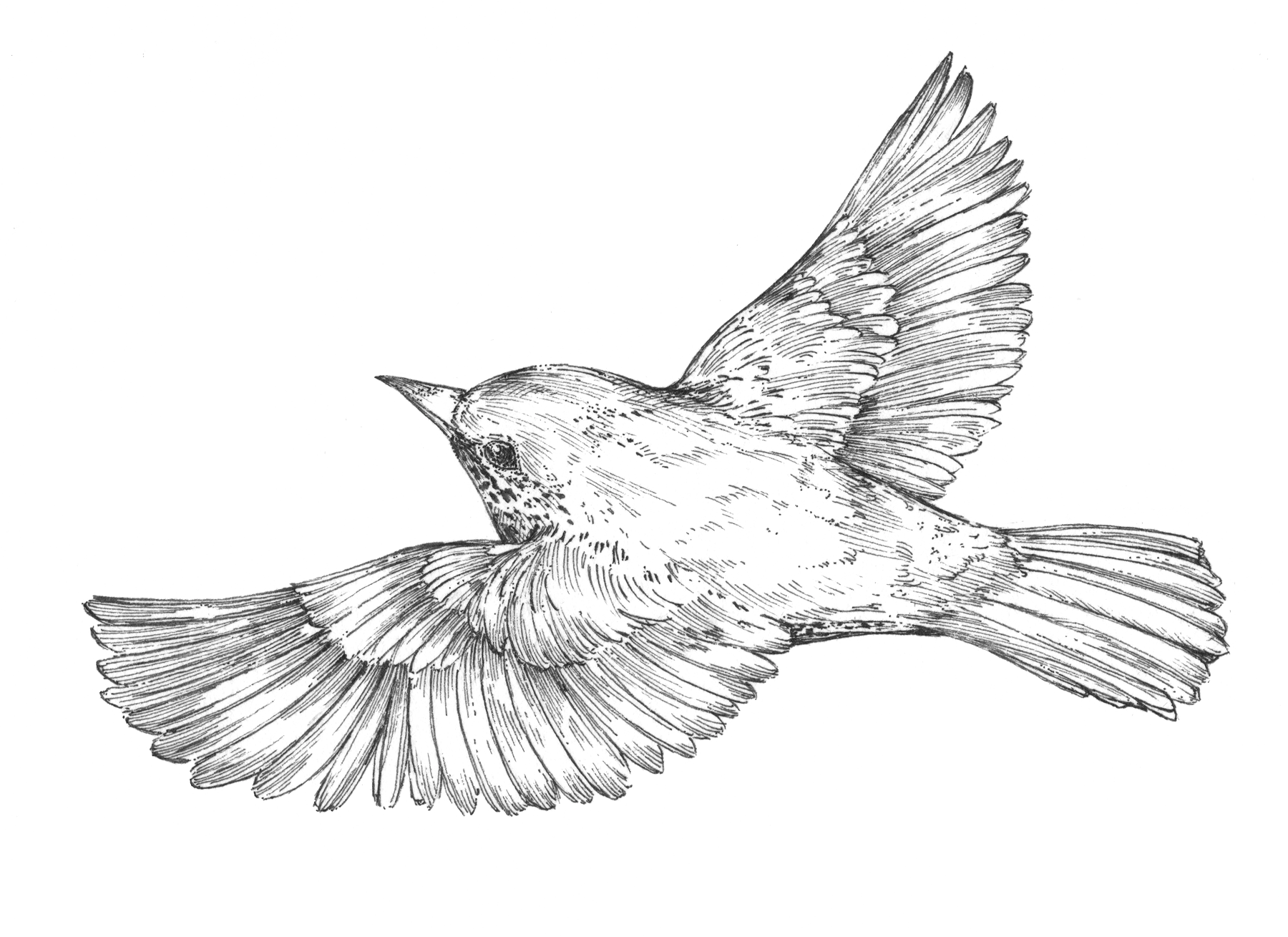 Dessin au trait d’un oiseau en plein vol, ailes déployées, réalisé en noir et blanc avec un style naturaliste