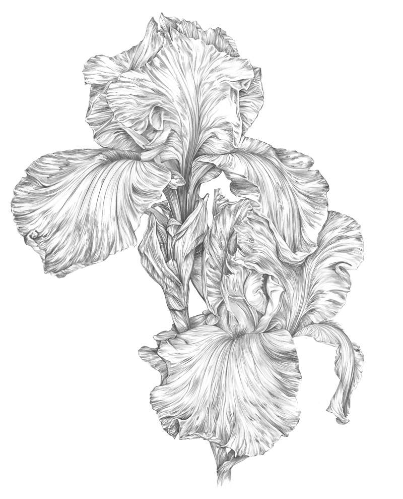 Illustration botanique détaillée d’un iris en pleine floraison, aux pétales amples et nervurés, en noir et blanc.