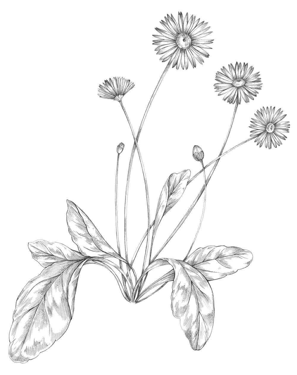 Dessin botanique en noir et blanc d’une touffe de marguerites, avec tiges fines et feuilles allongées.