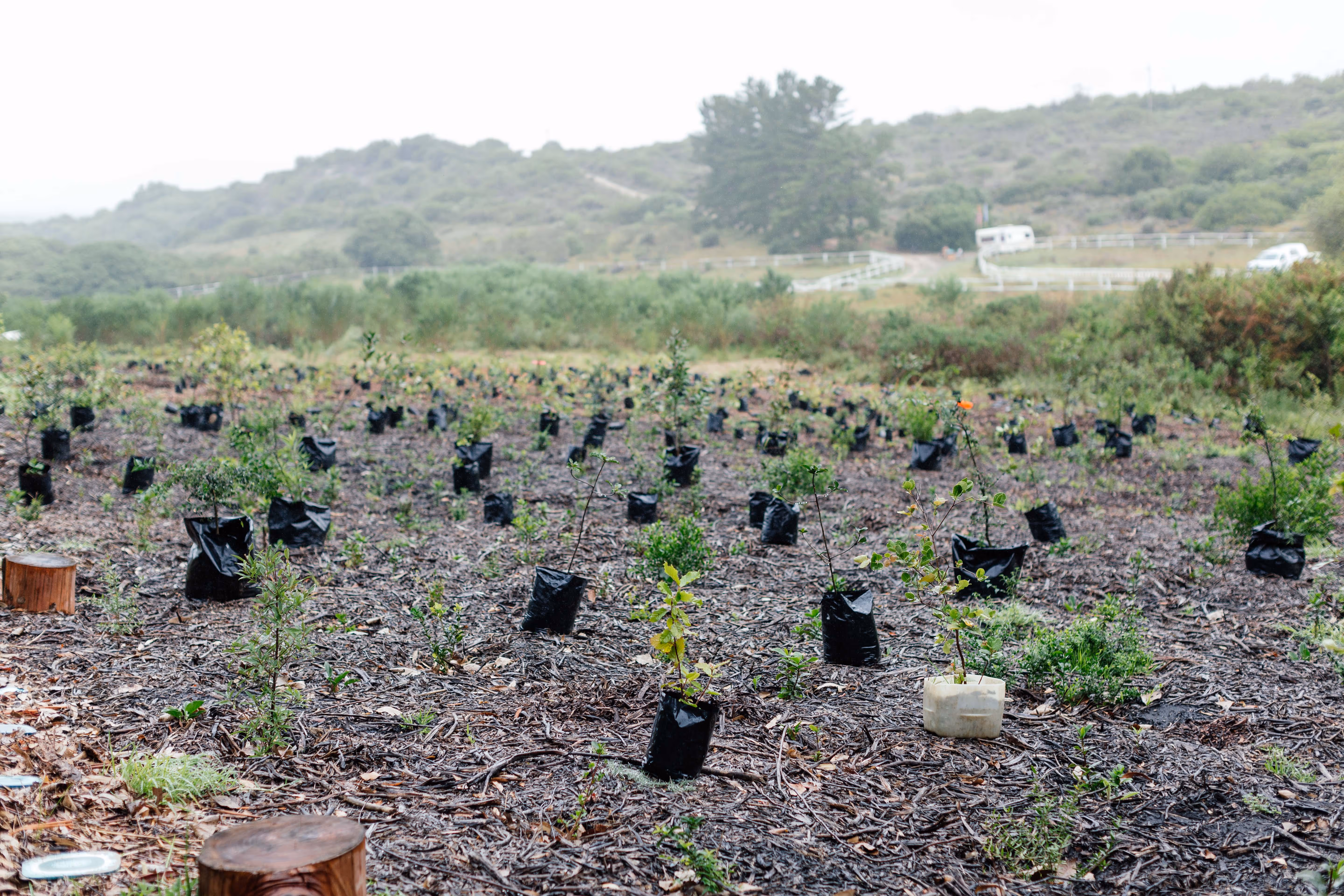 An environmental educator demonstrating how to plant a small seedling during a community workshop