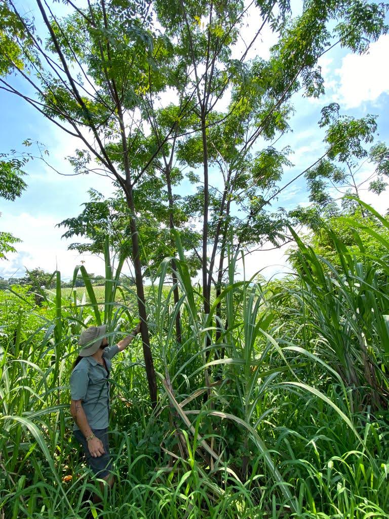 Greenpop educator assessing a tree