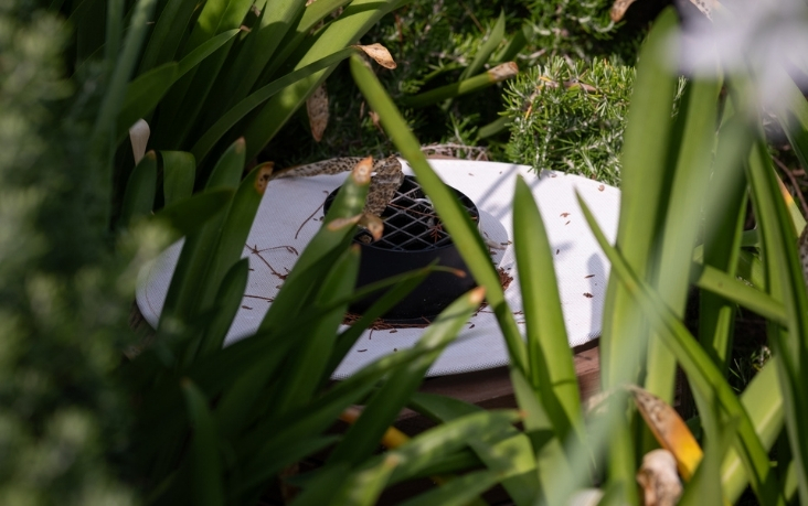 une photo d'un piège à moustique Biobelt une protection discrète dans les plantes