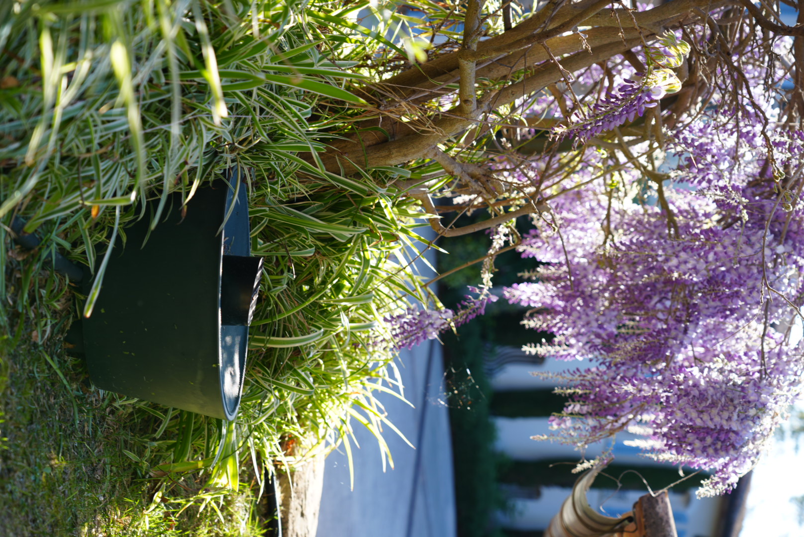 Équipe Biobelt en action lors d’une intervention de démoustication écologique dans un jardin résidentiel.
