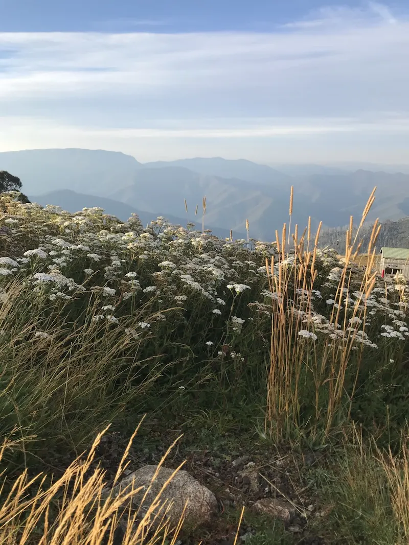Spring on Mt Buller