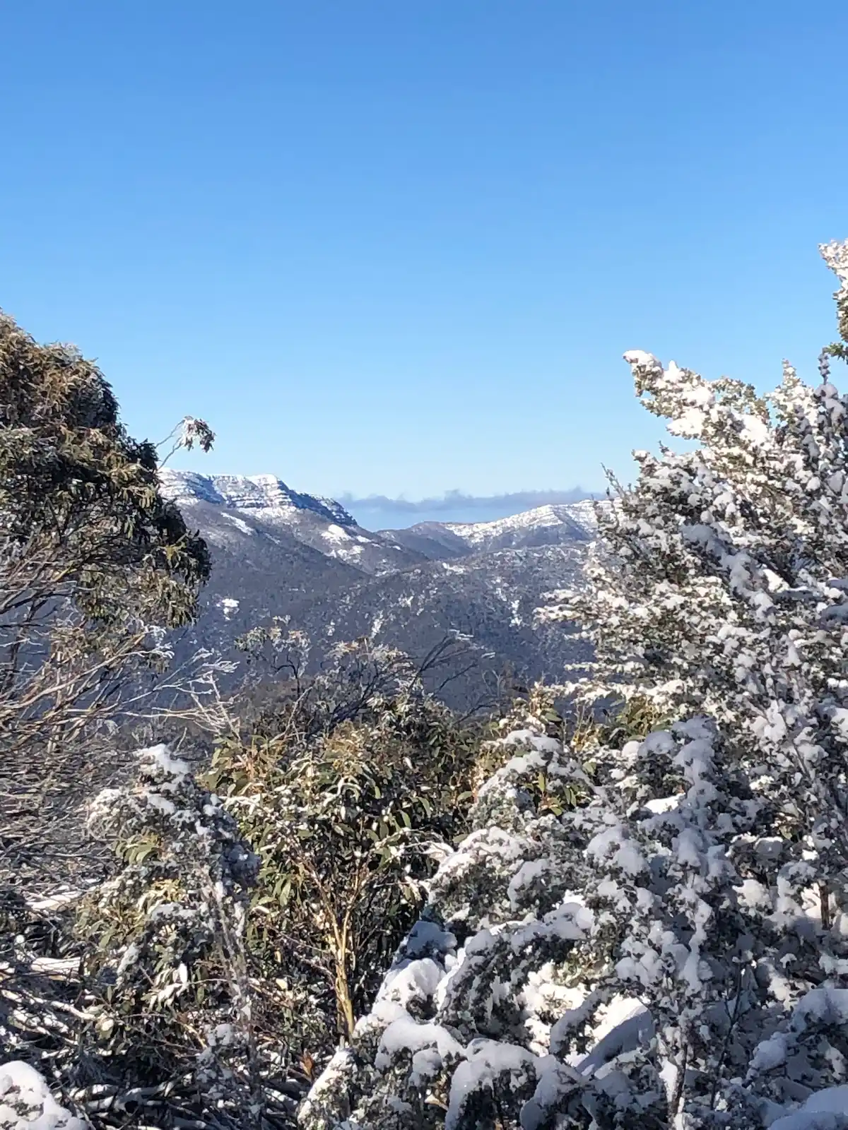 Snow on tree tops