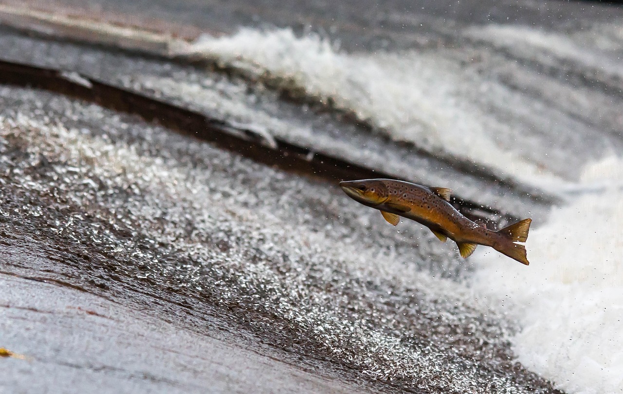 Salmon fish jumping out of the water