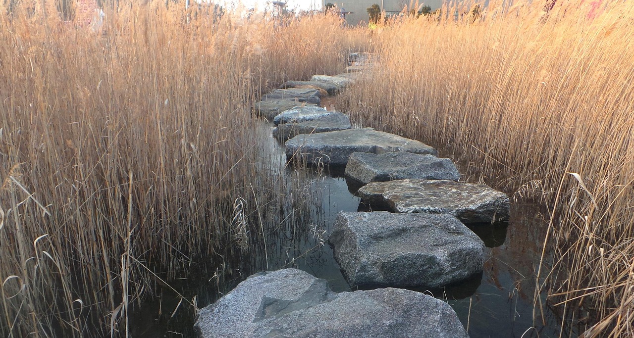 Stepping stones forming a narrow path through tall reeds and shallow water, leading forward into the distance