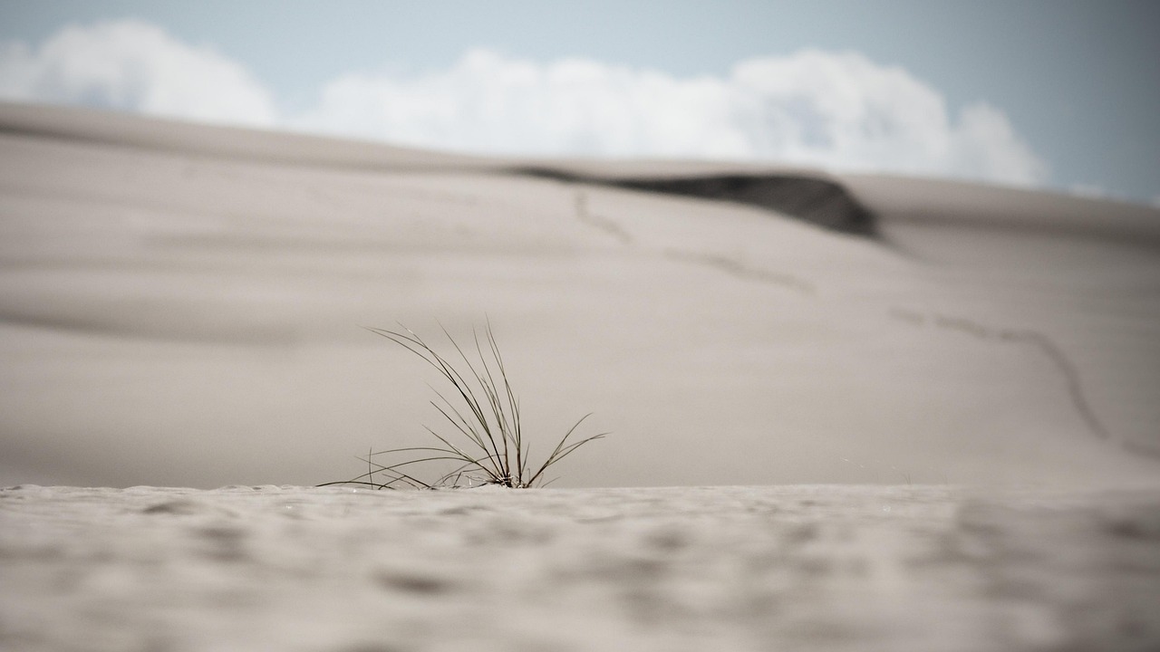 A sparse, pale landscape with a single tuft of grass emerging from the sand