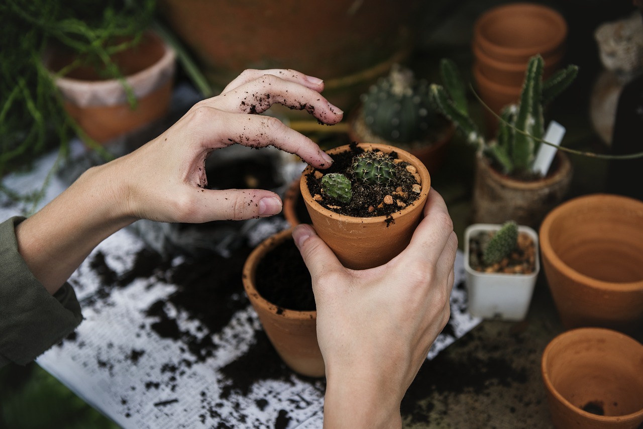 Hands tending a small cactus in a terracotta pot, surrounded by soil and other plants