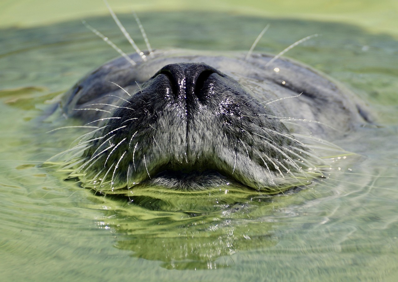 A seal resting at the surface of the water, representing the relief of pausing and catching your breath