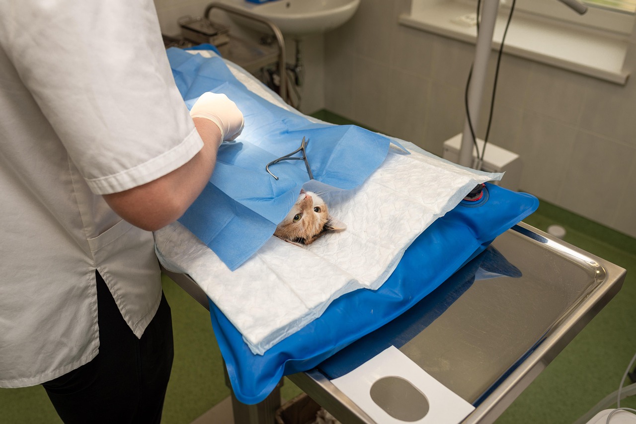 A vet caring for a cat on an examination table, representing the judgement-based human work that has grown despite automation