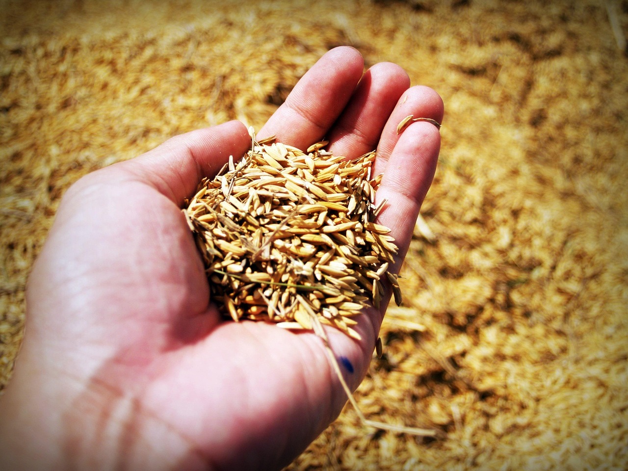 A hand holding grain, representing capital that can be put to work and allowed to grow
