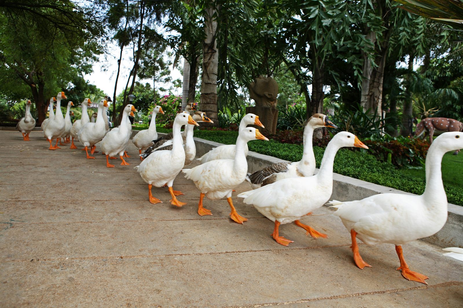 File d'oies blanches marchant en rang le long d'une allée de jardin