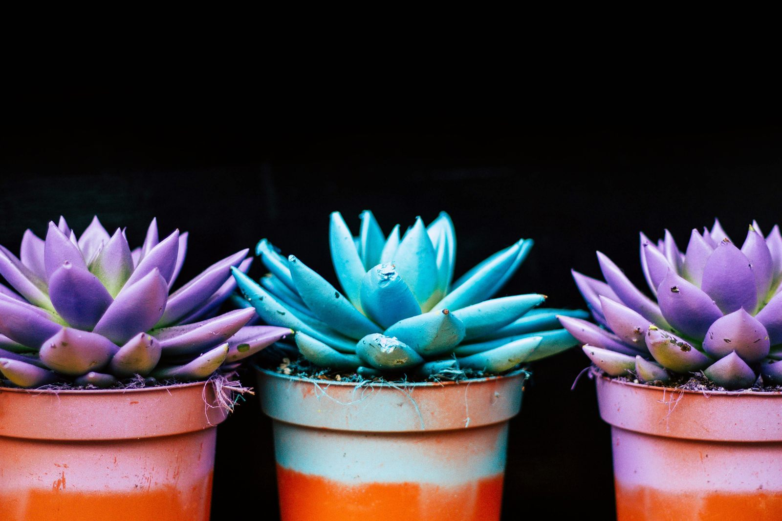 Trois plantes grasses en pot, une teintée en turquoise entre deux violettes