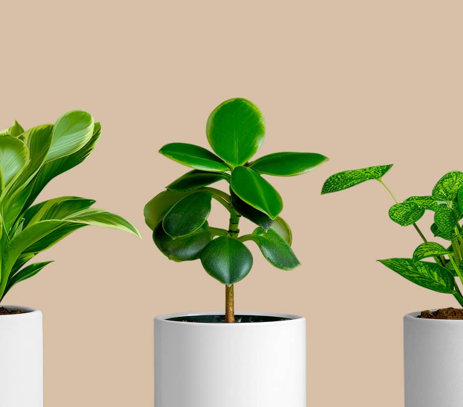 Plants Gallery Image 01 - Store X Webflow Template