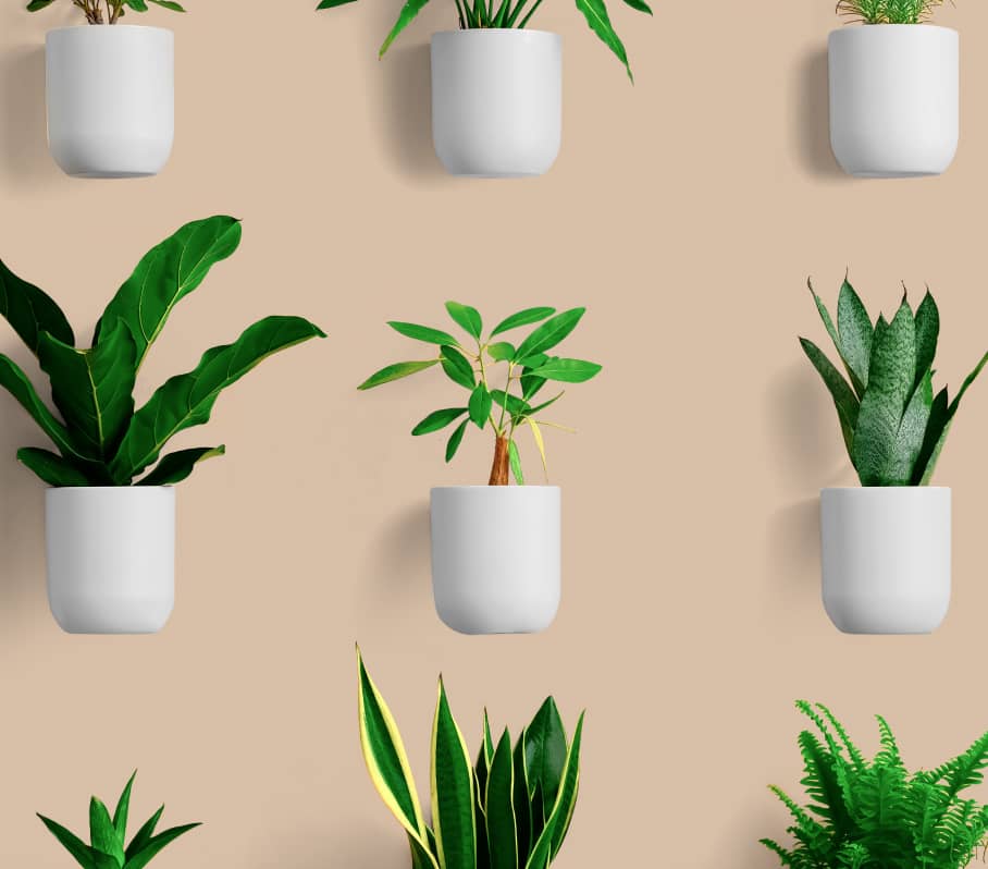 Plants Gallery Image 03 - Store X Webflow Template