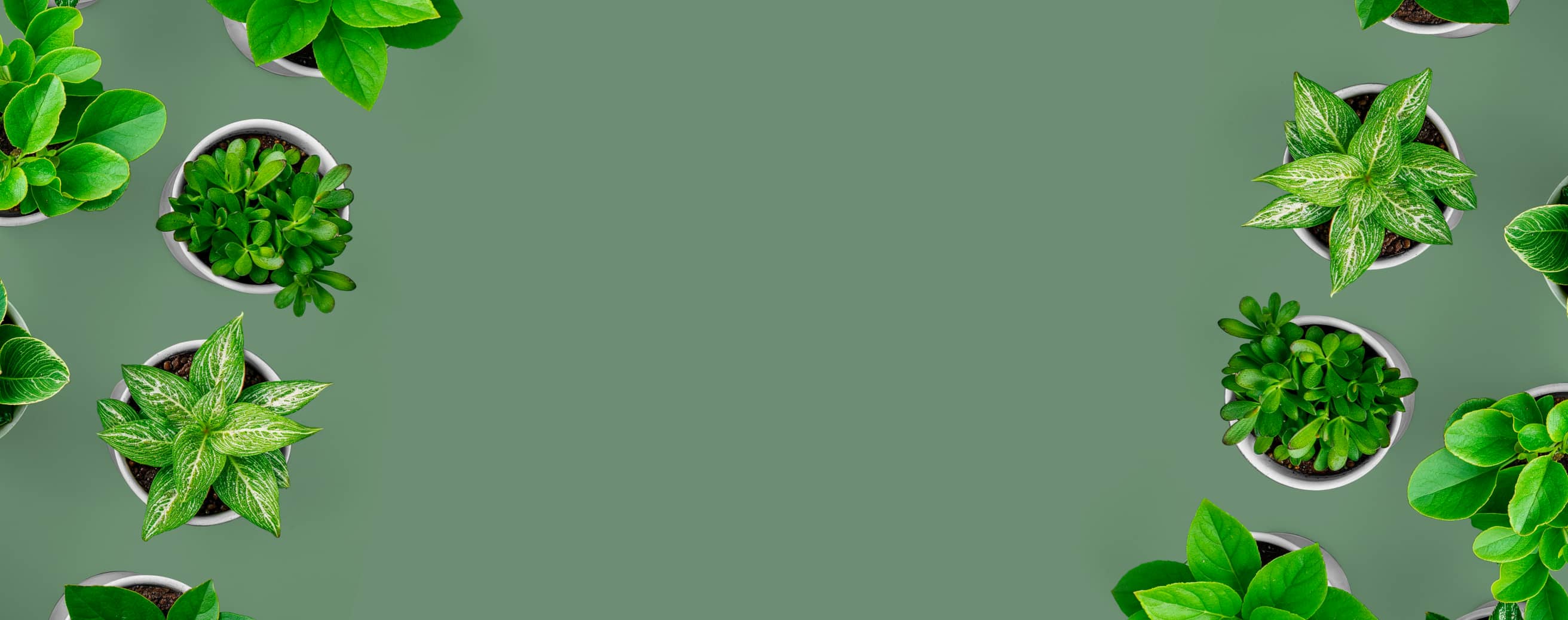 Plants First Order Image V3 - Store X Webflow Template