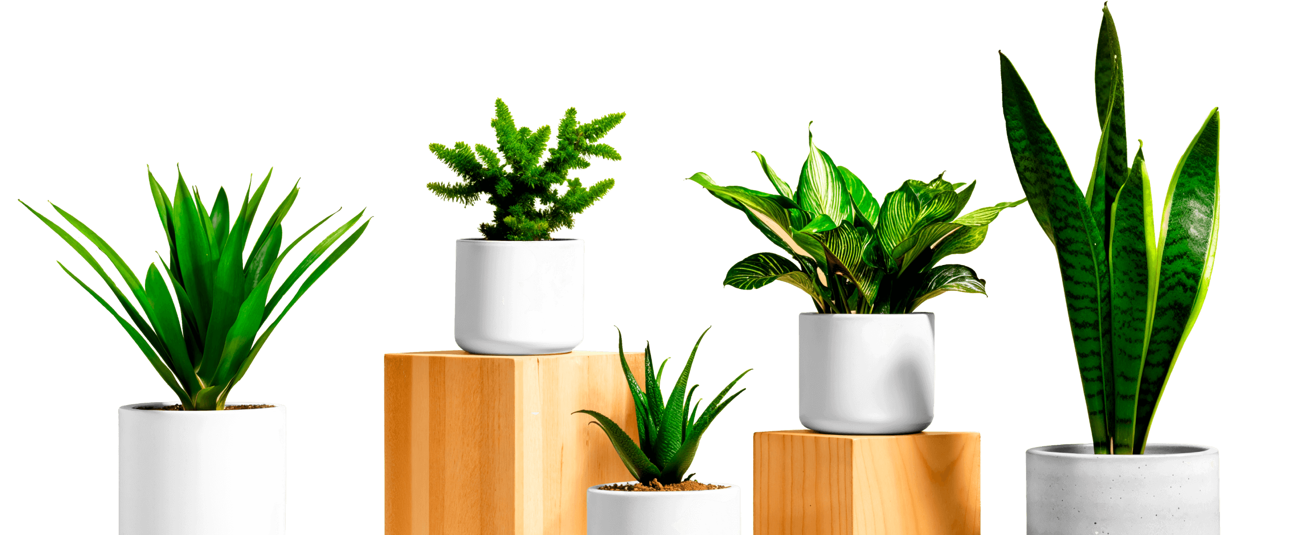 Eco Friendly Plants - Store X Webflow Template