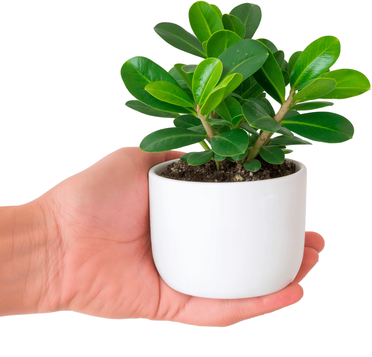 Transform Your Space Today - Store X Webflow Template