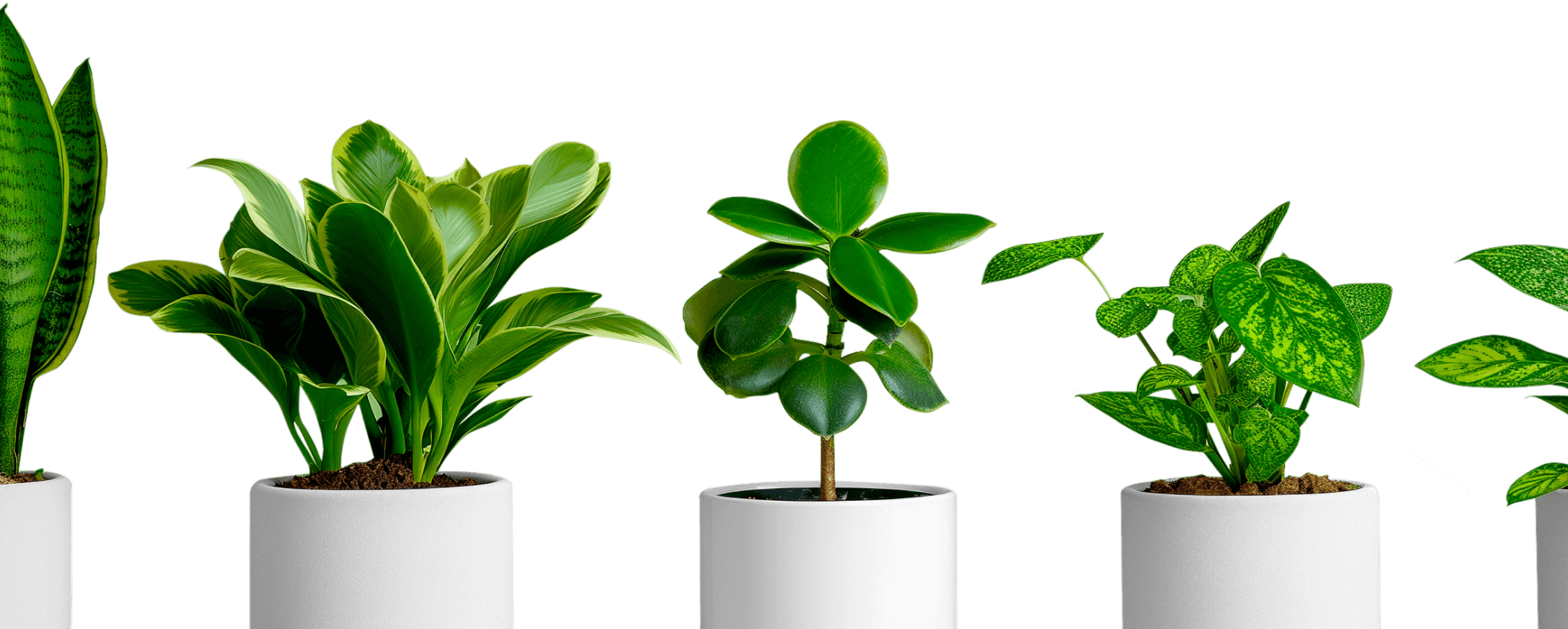 About Our Company - Store X Webflow Template