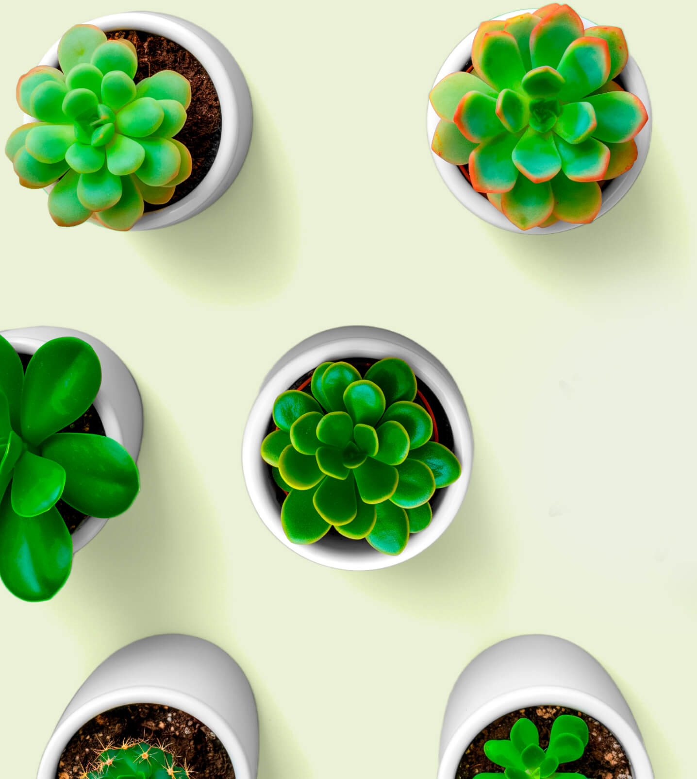 We Are Committed To Bring Life To Your Home With Plants - Store X Webflow Template