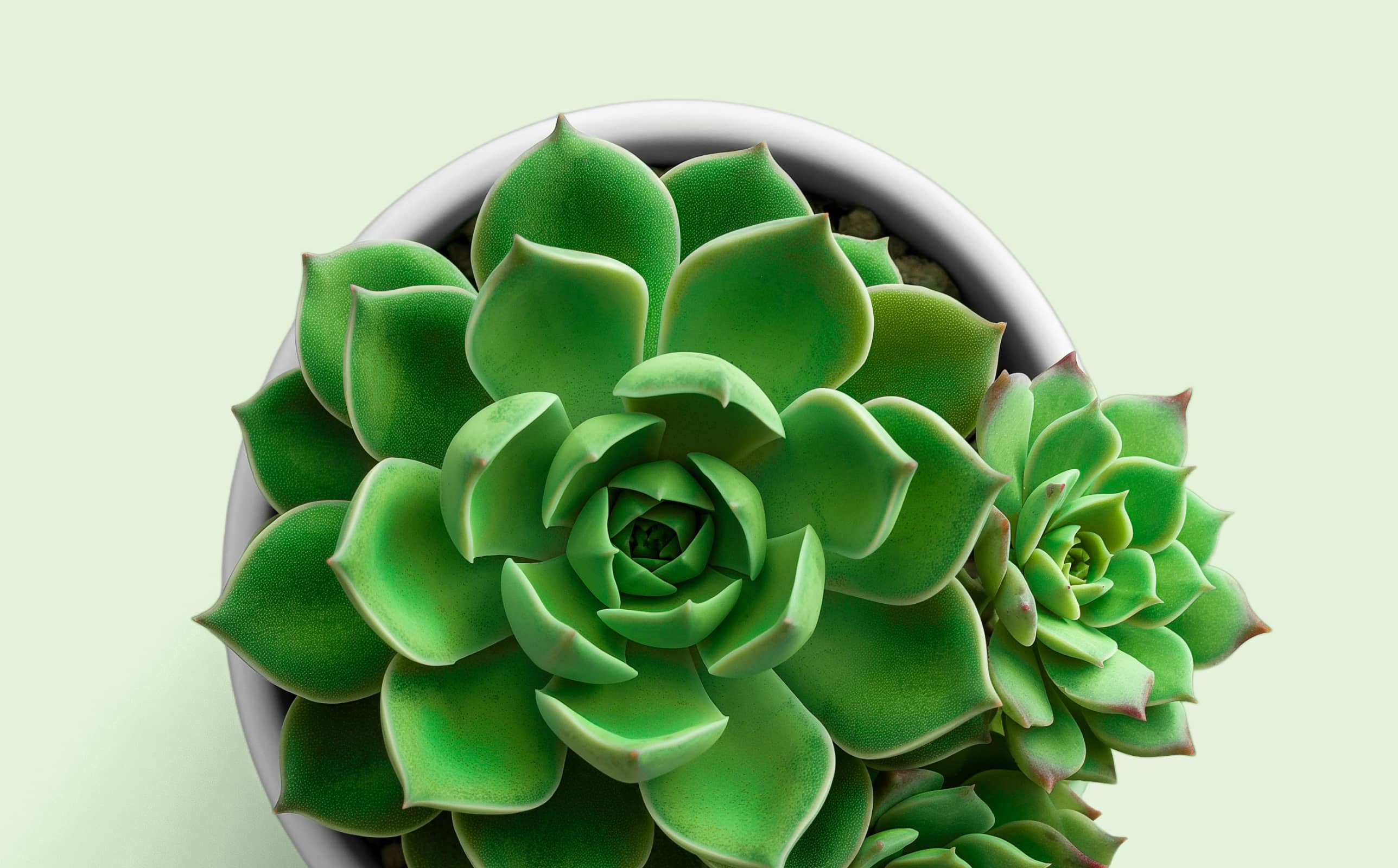 A beginner's  guide to growing and caring for succulents indoors