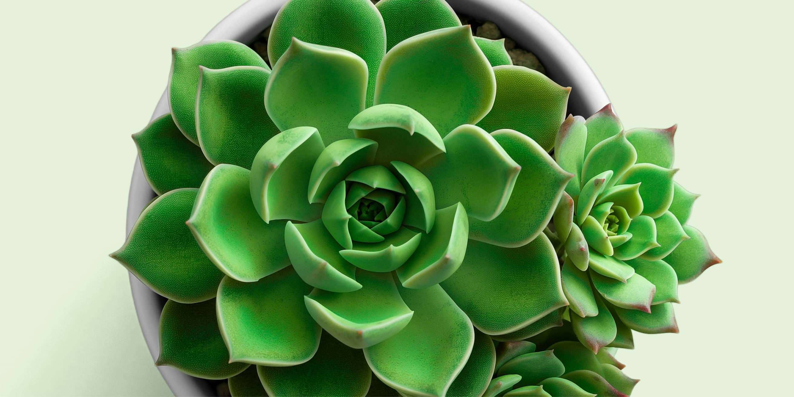 A beginner's  guide to growing and caring for succulents indoors