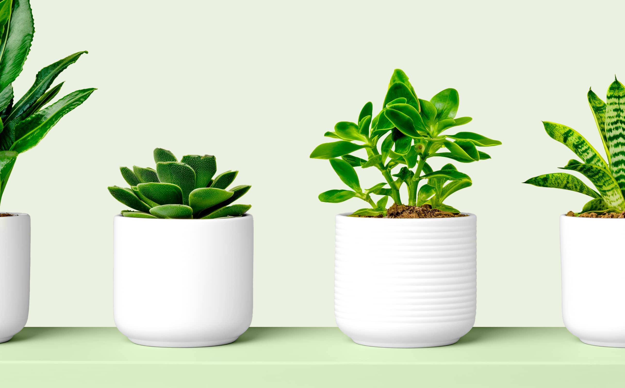 5 Medicinal plants you can grow at home for natural remedies