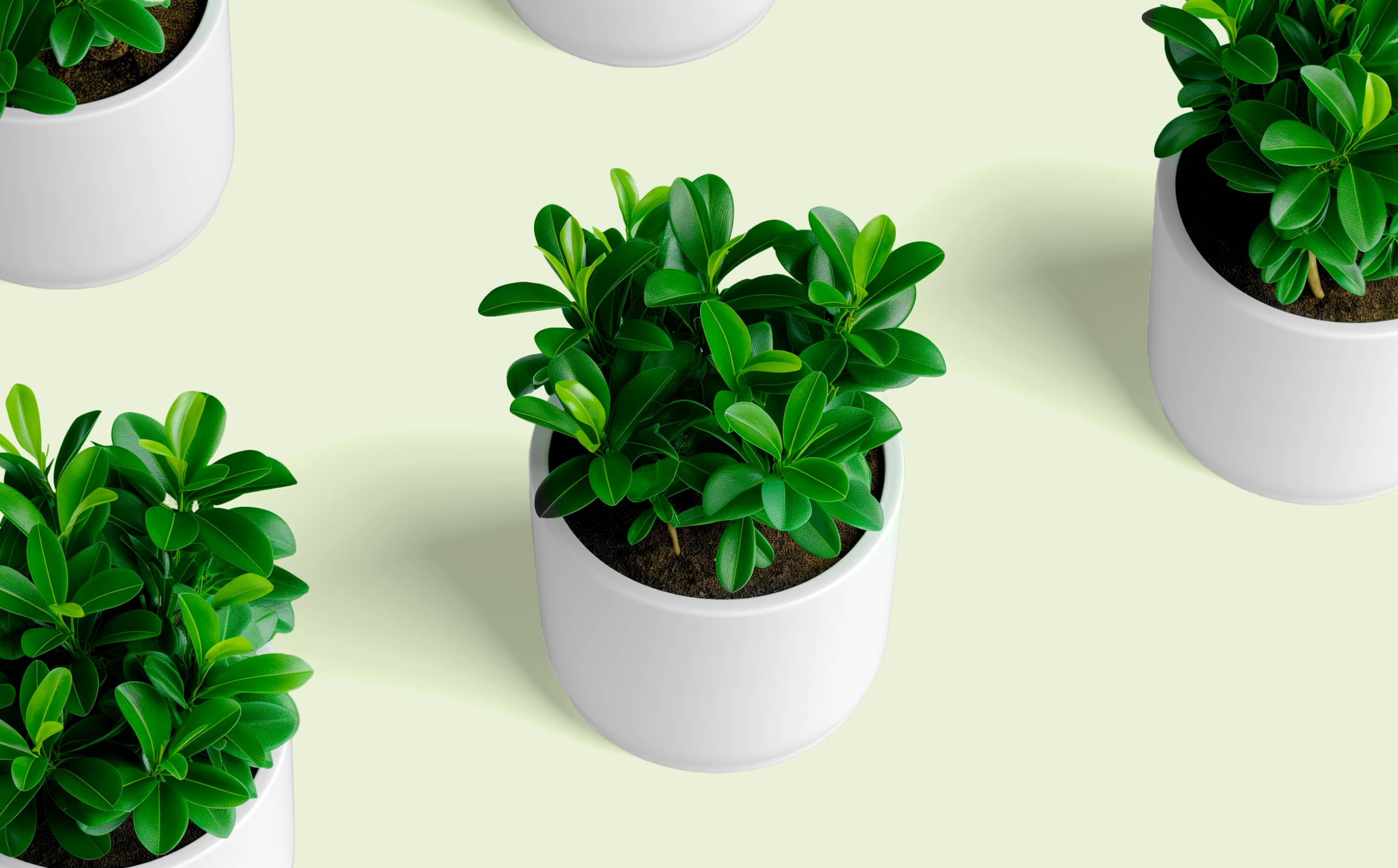 How to create a stunning indoor garden with these 5 shrubs