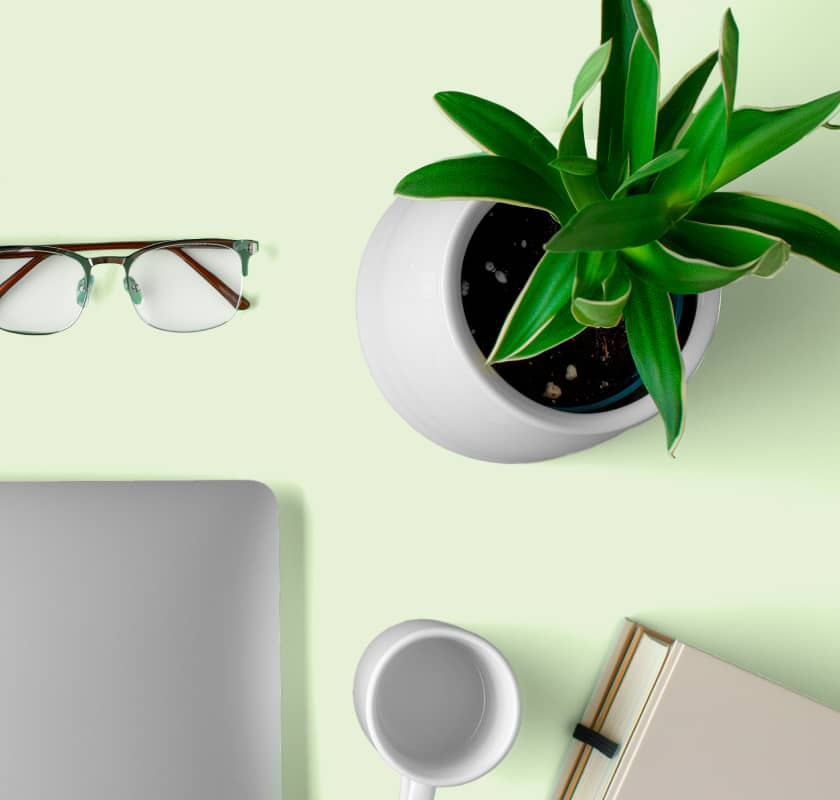 Transform your office with these low-maintenance office plants