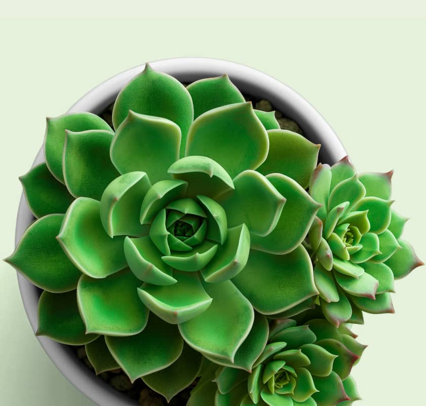 A beginner's  guide to growing and caring for succulents indoors