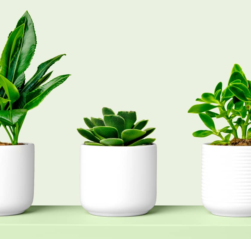 5 Medicinal plants you can grow at home for natural remedies