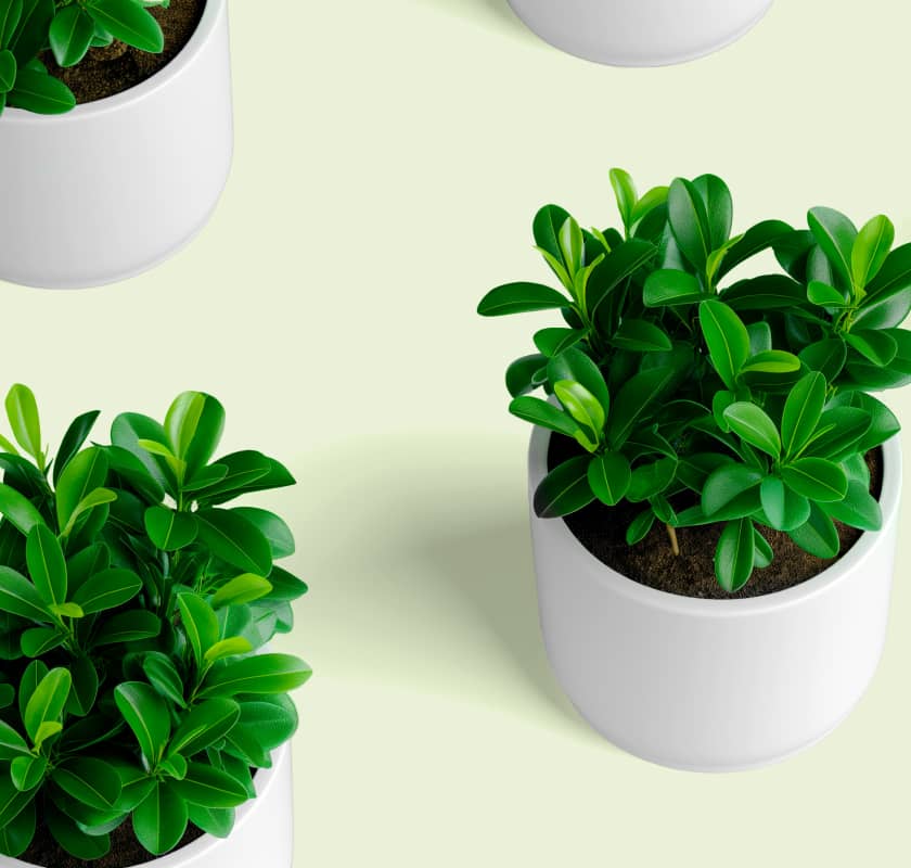 How to create a stunning indoor garden with these 5 shrubs