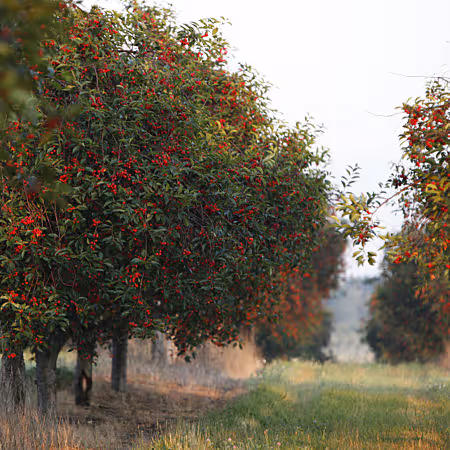 Cherry orchards