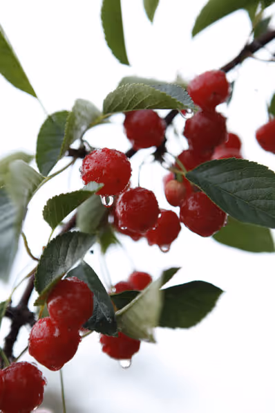 Tart cherries on tree
