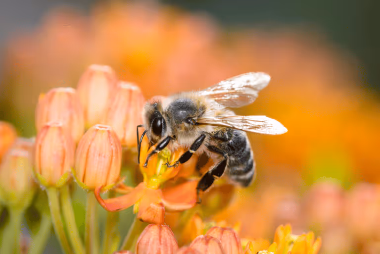 Biodiversity  Why It Matters and How We Can Help Protect It
