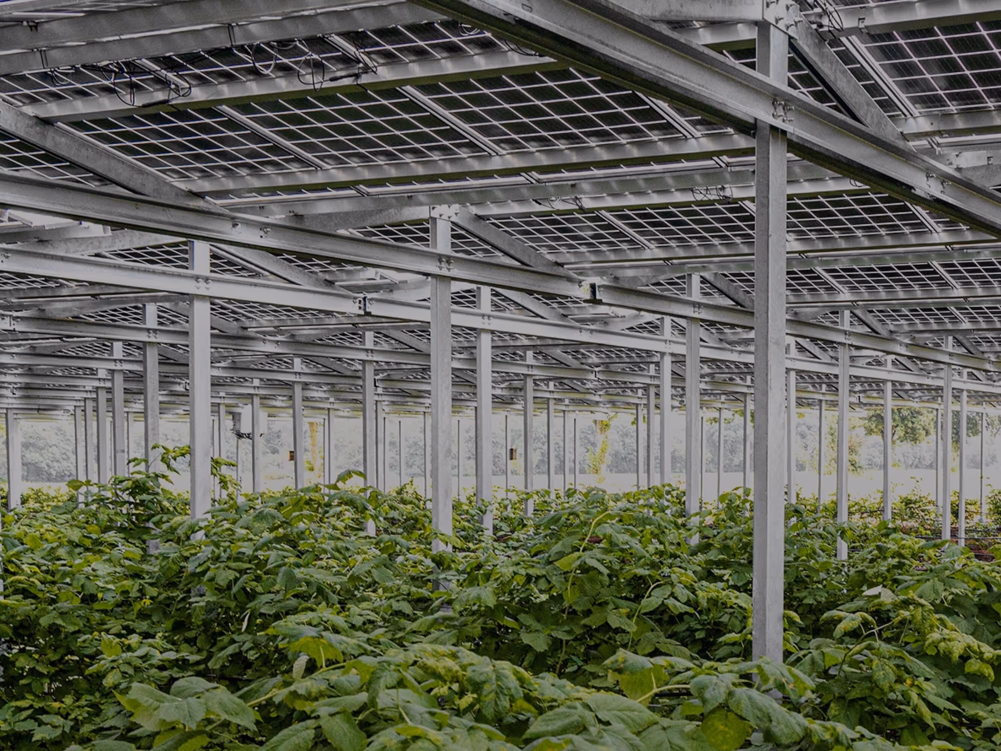 Landwirtschaftliche Pflanzen wachsen unter einer Struktur aus Solarpanelen zum Agri-Photovoltaik-System.