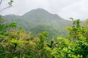 Forêt Tropicale Soufrière